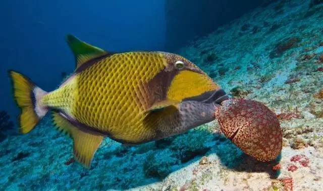 炮弹鱼追人咬,炮弹鱼钓石斑