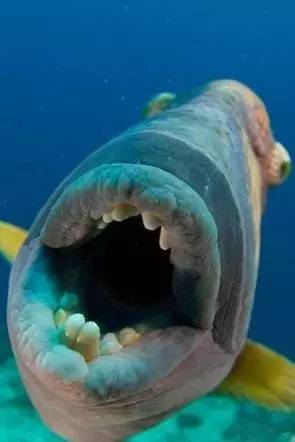 炮弹鱼追人咬,炮弹鱼钓石斑