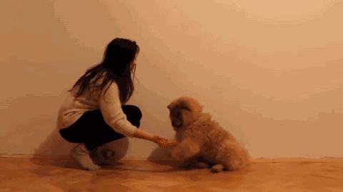 中华名犬唯一上榜的犬,中国顶级中华名犬猎犬