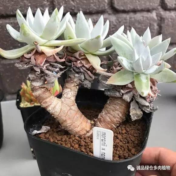 2022年国内多肉展览会,日本限时特卖会