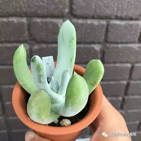 2022年国内多肉展览会,日本限时特卖会