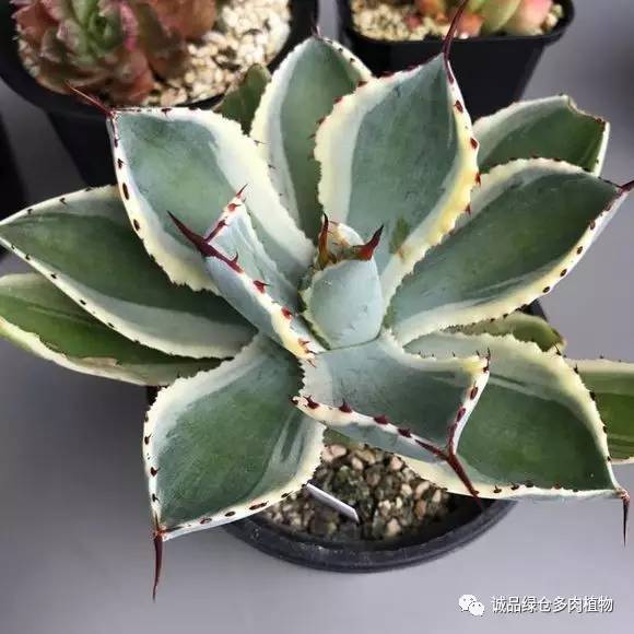 2022年国内多肉展览会,日本限时特卖会