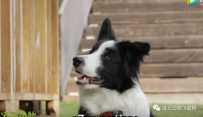 边牧最好的狗粮是什么品种,边牧狗粮制作方法配方大全