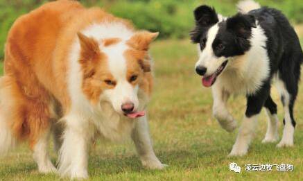 边牧最好的狗粮是什么品种,边牧狗粮制作方法配方大全