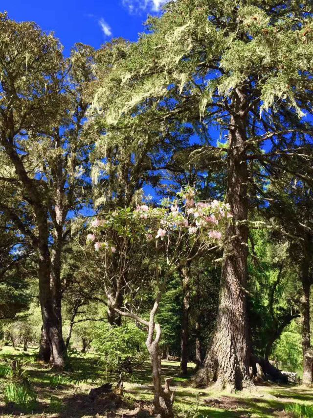 青白江九龙,九龙秘境与沿途景点