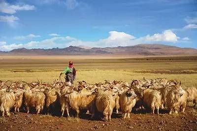 这片高天厚土之上,“那曲精神”蓬勃生长!
