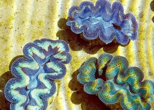 炮弹鱼追人咬,炮弹鱼钓石斑