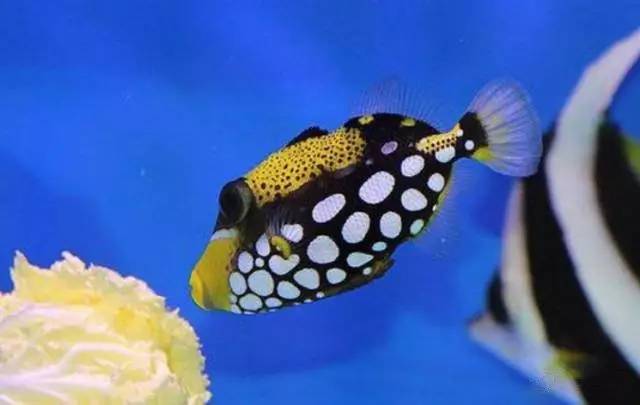 炮弹鱼追人咬,炮弹鱼钓石斑