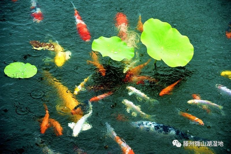 微山湖风景区万亩荷花旅游攻略,微山湖荷花美