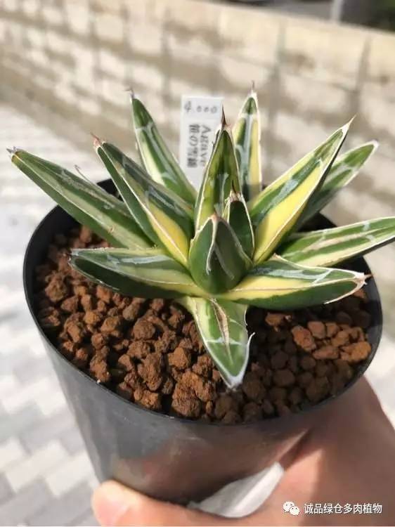 2022年国内多肉展览会,日本限时特卖会