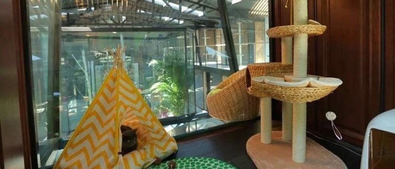 盛世只能吸猫，他们却来吸我荷包