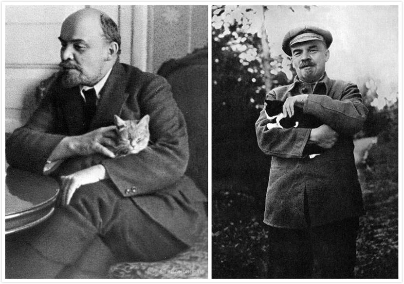 盛世只能吸猫，他们却来吸我荷包