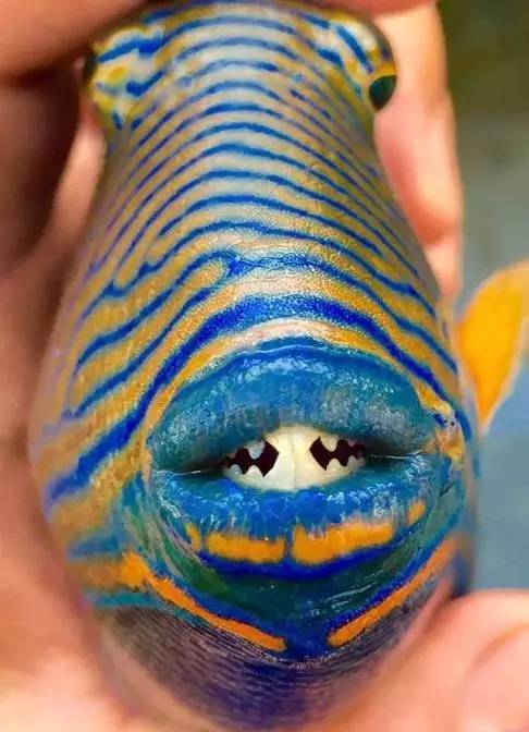 炮弹鱼追人咬,炮弹鱼钓石斑