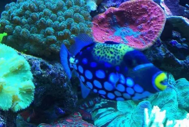 炮弹鱼追人咬,炮弹鱼钓石斑