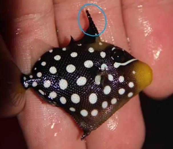 炮弹鱼追人咬,炮弹鱼钓石斑