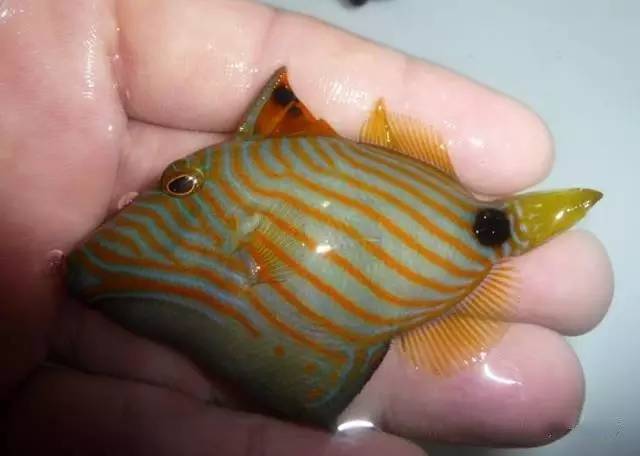 炮弹鱼追人咬,炮弹鱼钓石斑