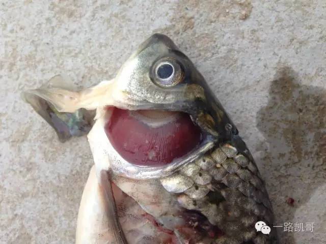 鱼病快速诊断与防病技术,鱼病的正确诊断图解