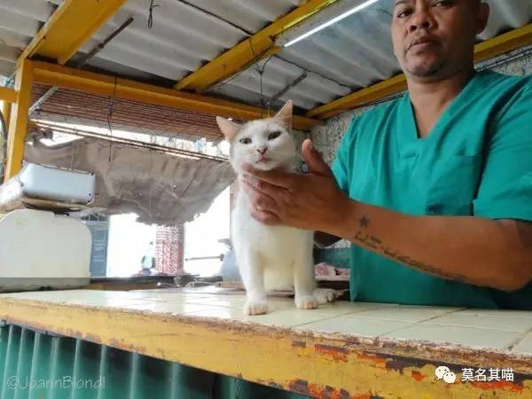 古巴猫是哪里的猫,哈瓦那棕猫简介