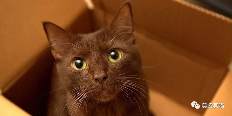 古巴猫是哪里的猫,哈瓦那棕猫简介