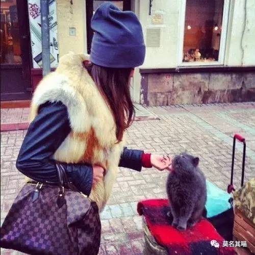 古巴猫是哪里的猫,哈瓦那棕猫简介