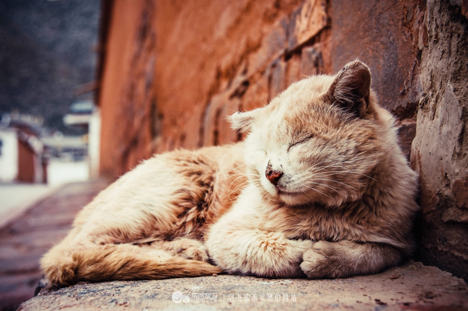 拉卜楞寺西藏,甘南拉卜楞寺离拉萨远吗