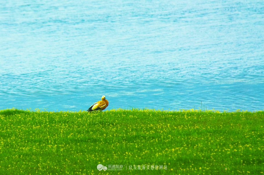 拉卜楞寺西藏,甘南拉卜楞寺离拉萨远吗