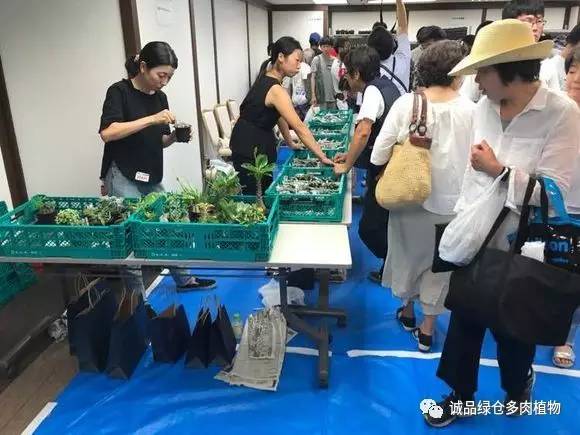 2022年国内多肉展览会,日本限时特卖会
