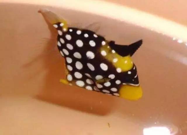 炮弹鱼追人咬,炮弹鱼钓石斑