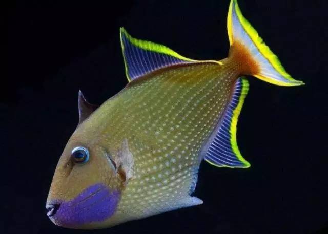 炮弹鱼追人咬,炮弹鱼钓石斑