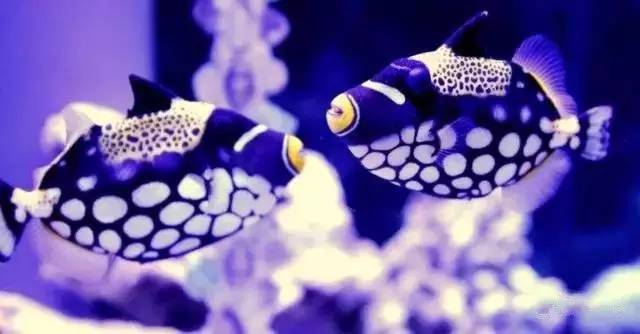 炮弹鱼追人咬,炮弹鱼钓石斑