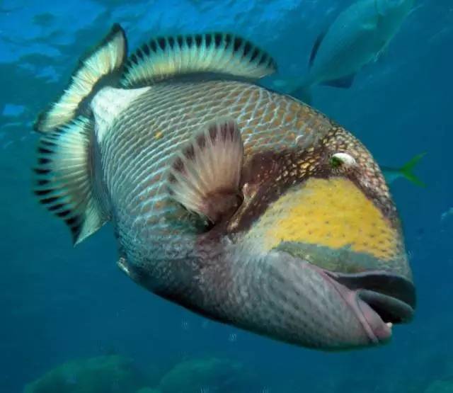 炮弹鱼追人咬,炮弹鱼钓石斑