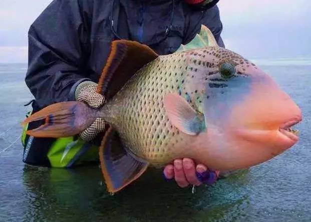 炮弹鱼追人咬,炮弹鱼钓石斑