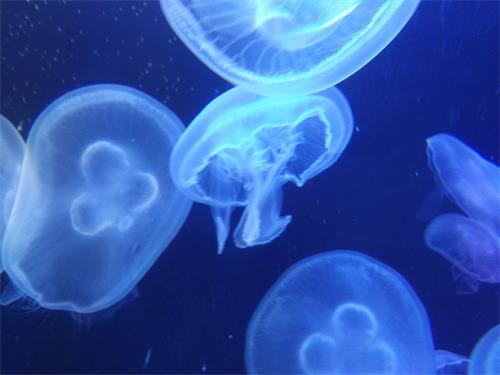 聊城海底世界晚上开放吗,聊城海底世界景区电话