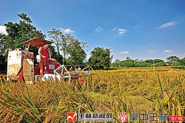 女子没吃早餐体内1000多颗结石,沈阳女子身体里取出400颗结石