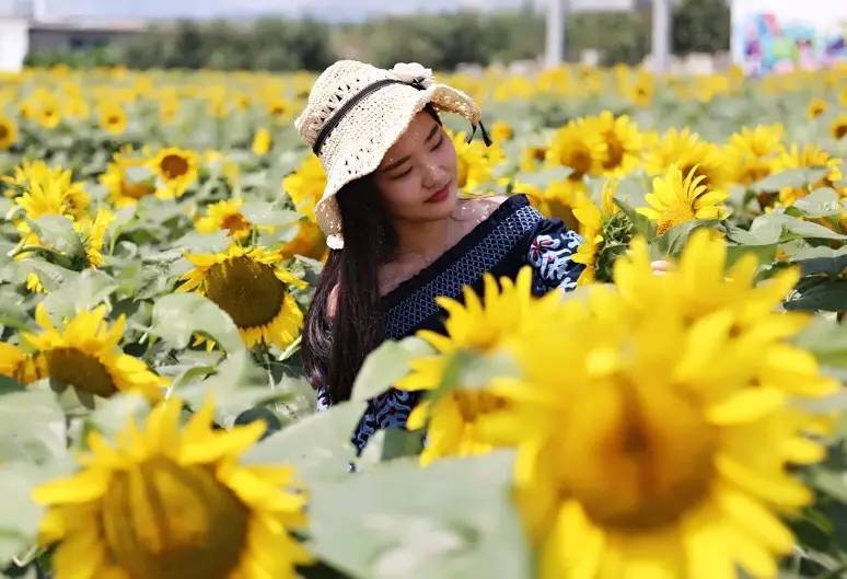 实拍鲅鱼圈“金色海洋”！和你的Ta来场“沉默”的邂逅……