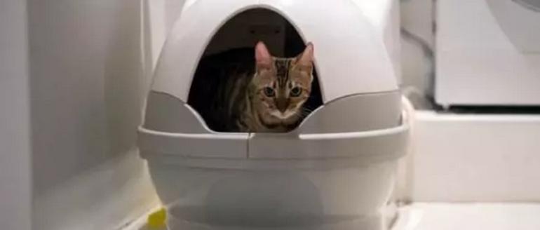 盛世只能吸猫，他们却来吸我荷包