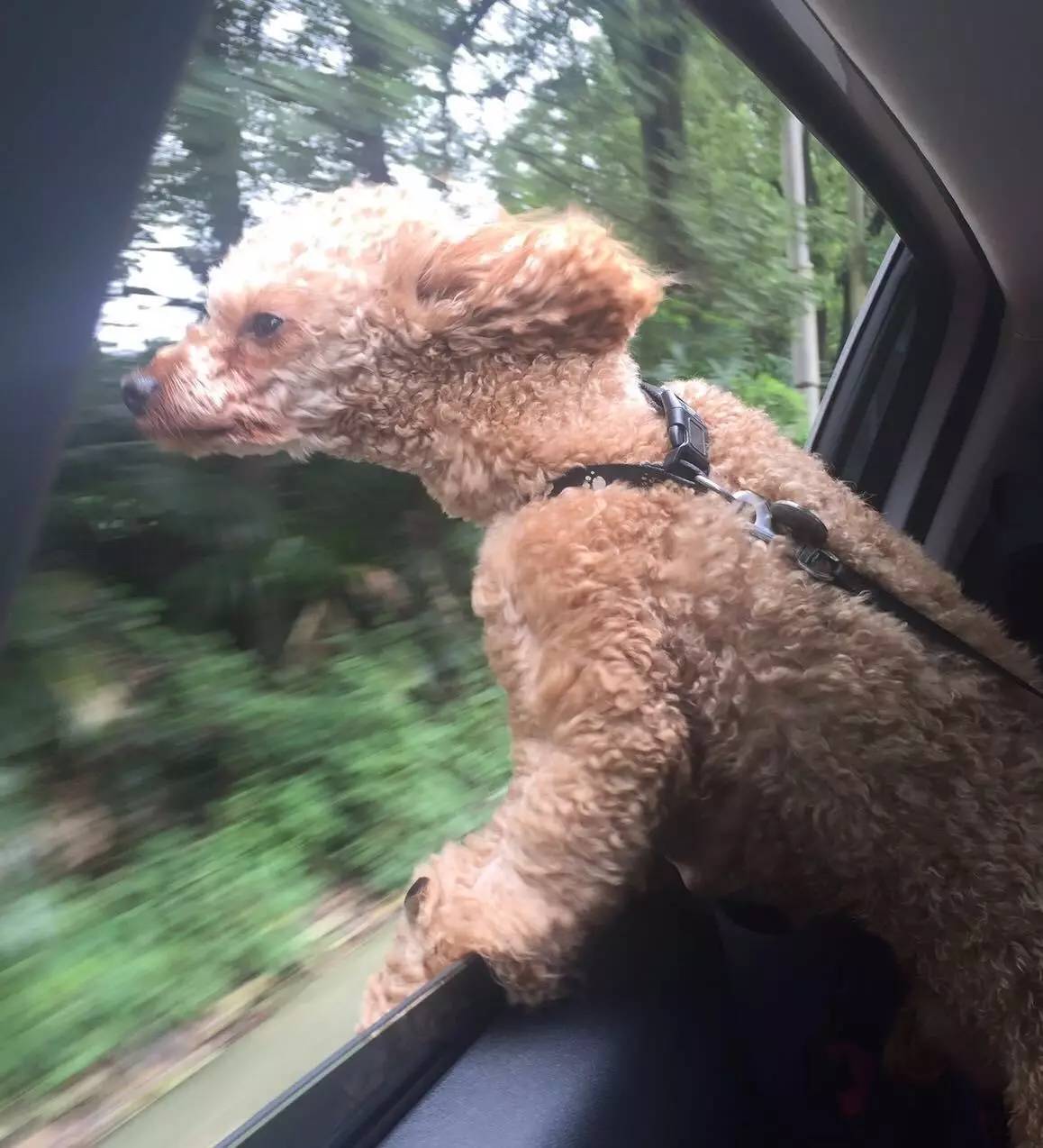 人不如狗系列!被狗狗咬出血却不准教训它,妈妈还用它生日做车牌号