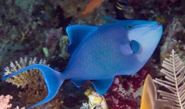 炮弹鱼追人咬,炮弹鱼钓石斑