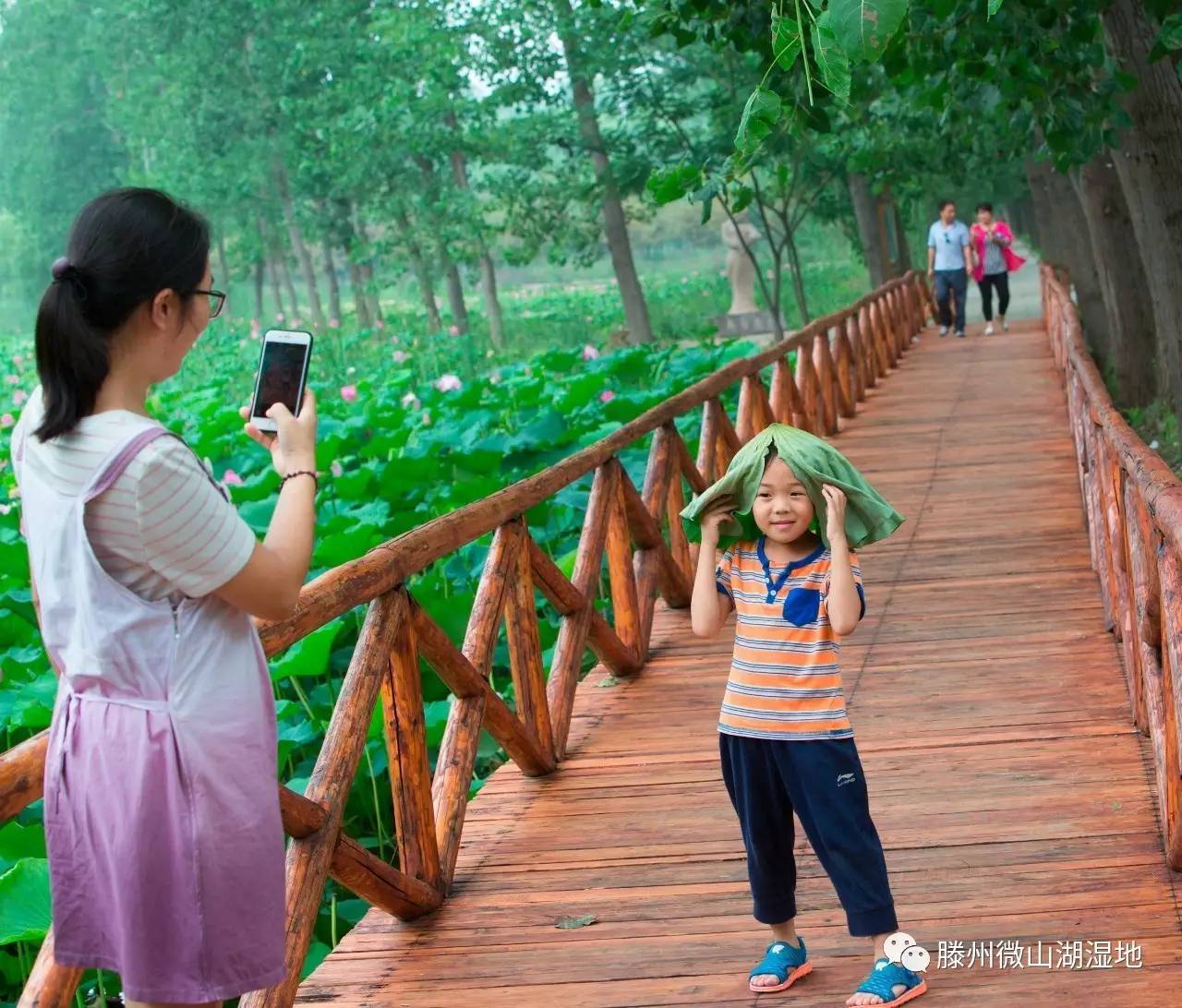 微山湖风景区万亩荷花旅游攻略,微山湖荷花美