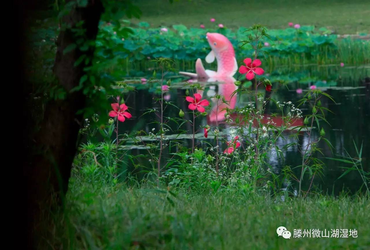 微山湖风景区万亩荷花旅游攻略,微山湖荷花美