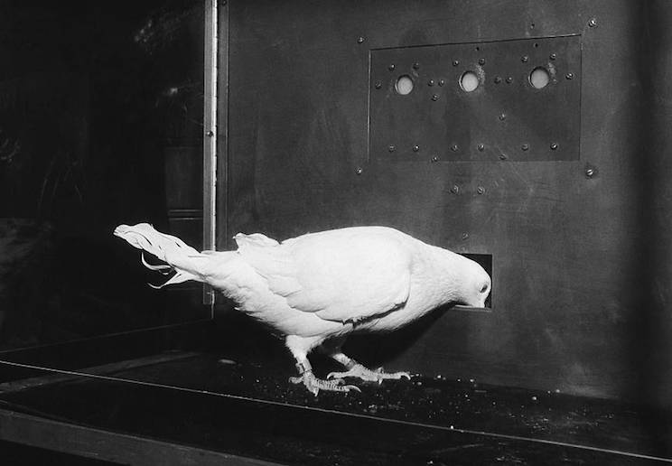 王立铭:育儿文为什么会让你焦虑?