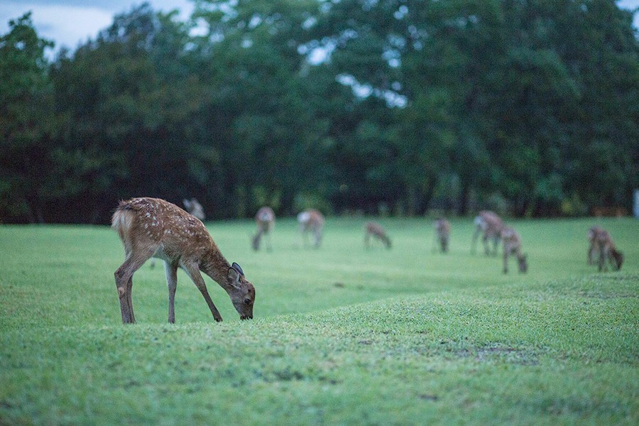奈良：大和原点｜行舍专栏