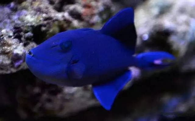 炮弹鱼追人咬,炮弹鱼钓石斑