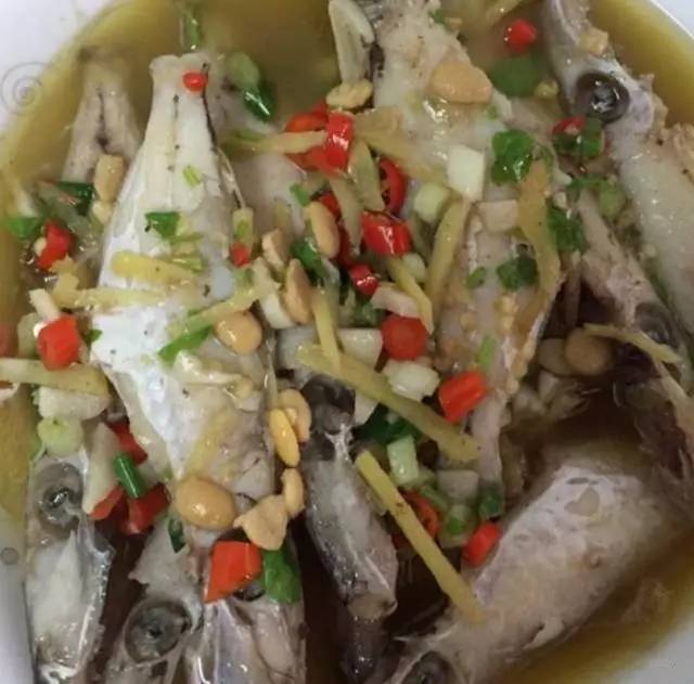 炮弹鱼追人咬,炮弹鱼钓石斑