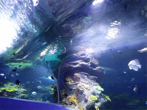 聊城海底世界晚上开放吗,聊城海底世界景区电话