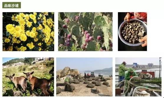 真好！沙埔镇滨海休闲小镇旅游总体规划通过专家评审