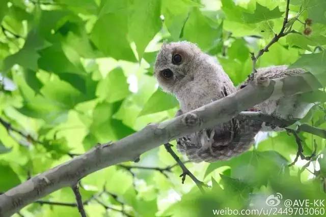 华中师大光谷学校,华中师大