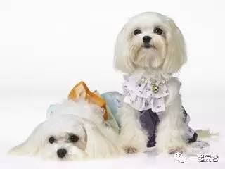 养宠知识狗狗呕吐了怎么办,狗狗掉毛10大原因及解决方法