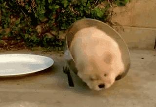 中华名犬唯一上榜的犬,中国顶级中华名犬猎犬