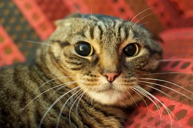 太热了夏天猫咪如何补水消暑,夏天猫咪不热吗